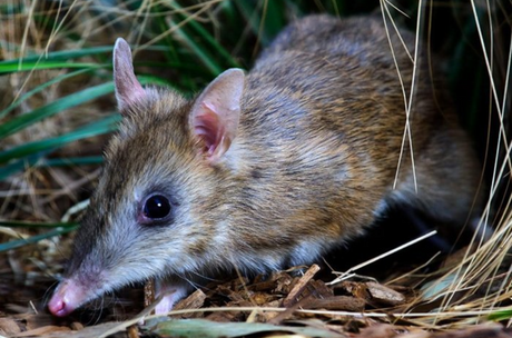 Transform Your Garden into a Bandicoot Paradise