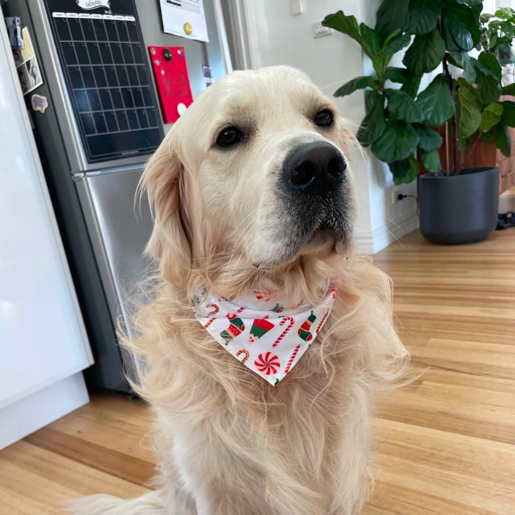 Crackers for Bon Bons DIY Doggy Bonbon
