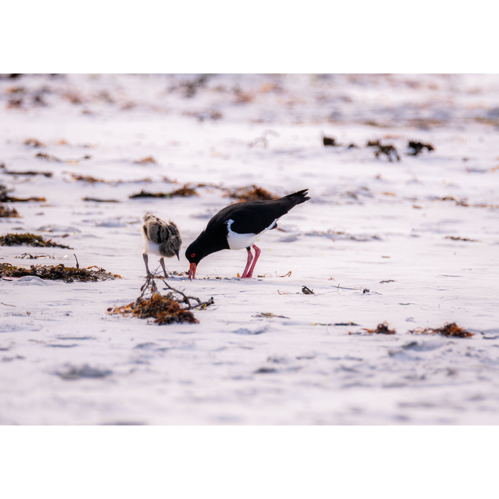 Huon Douglas Greeting Card