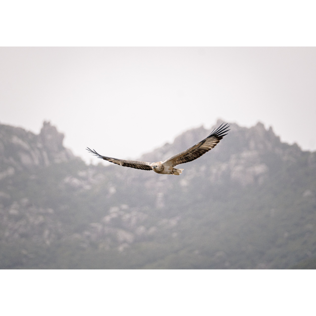 Huon Douglas Greeting Card