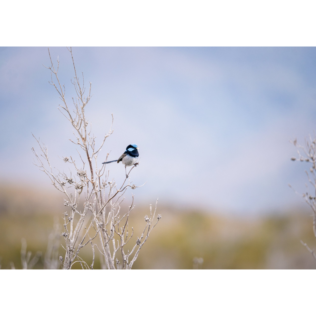 Huon Douglas Greeting Card