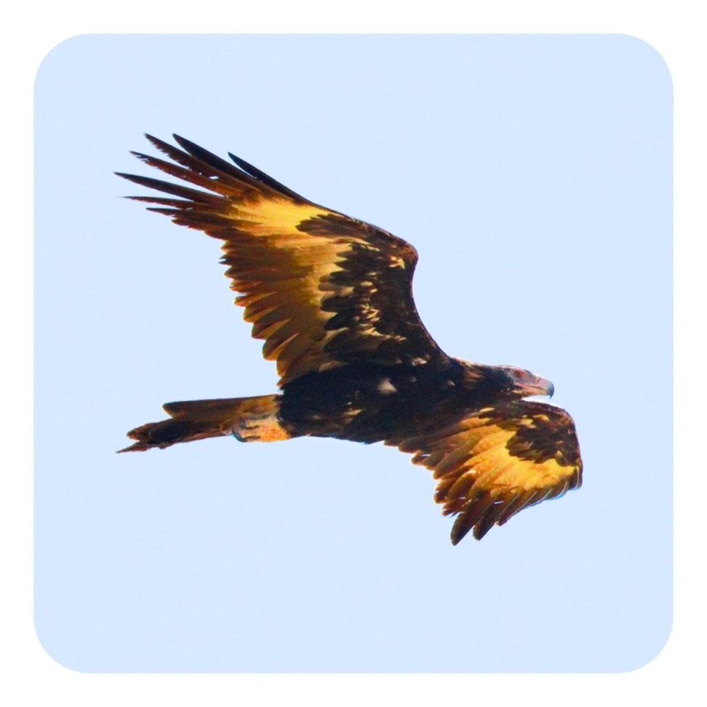 Michael Roberts Tasmanian Wildlife Drink Coaster