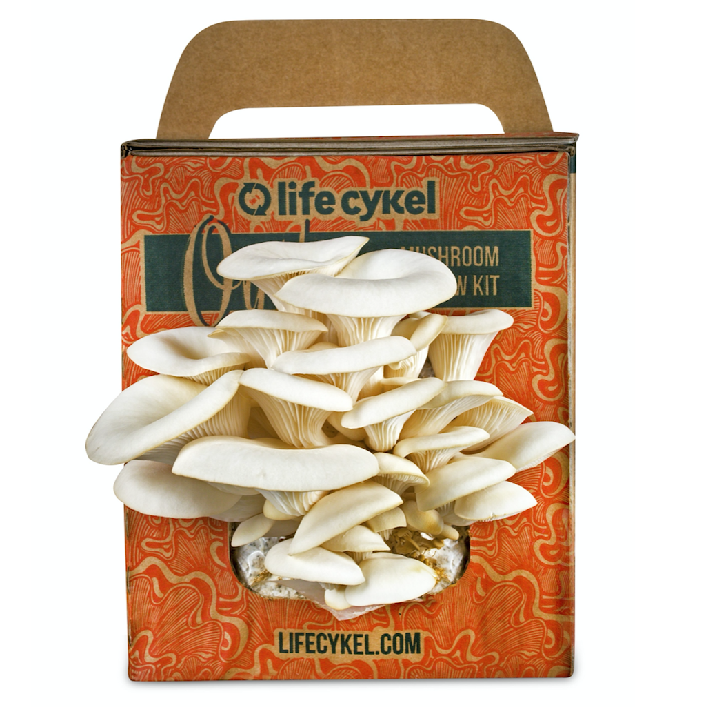 Life Cykel Oyster Mushroom Grow Kit