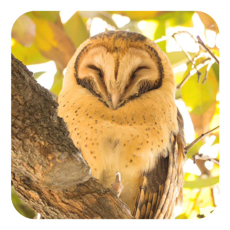 Michael Roberts Tasmanian Wildlife Drink Coaster