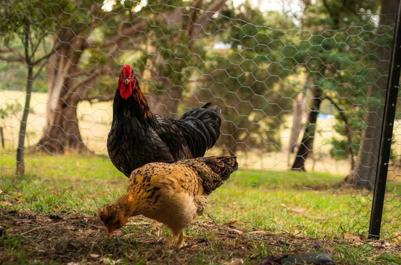Chooks