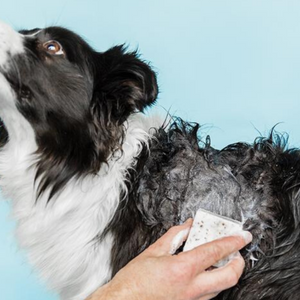 Pet Grooming