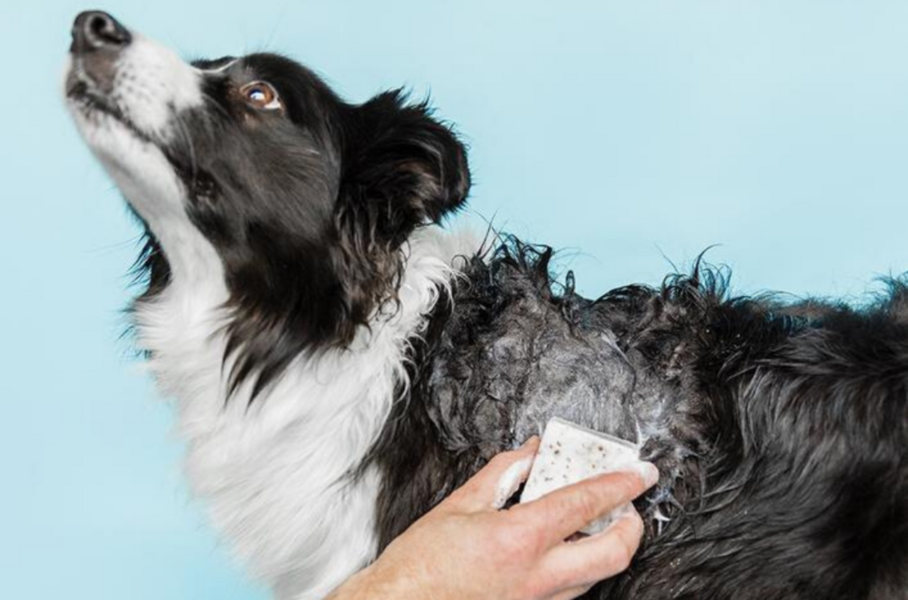 Pet Grooming