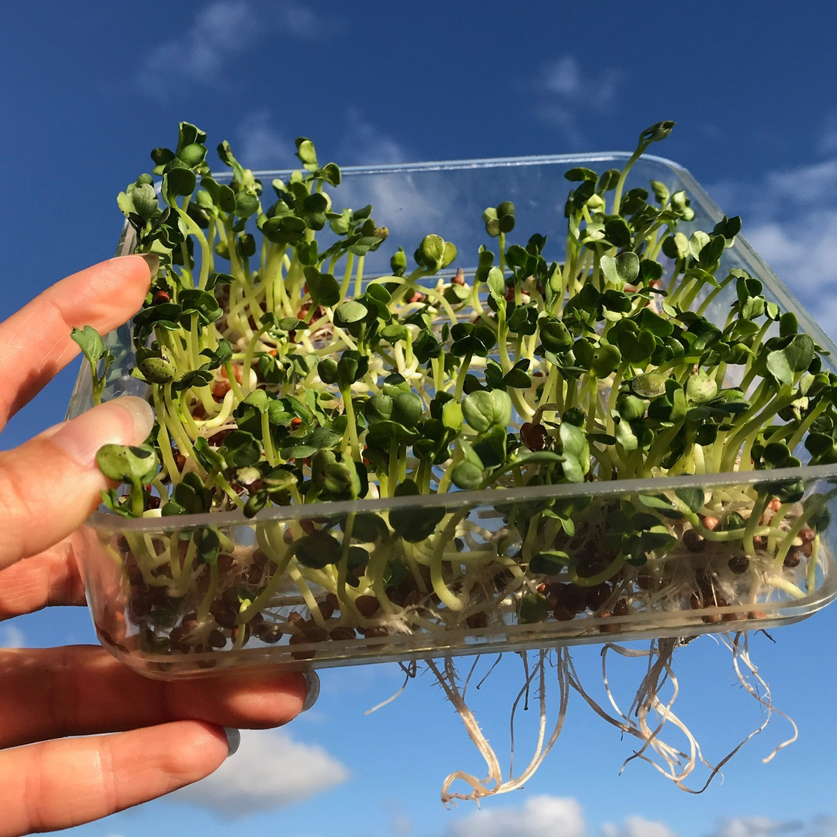 Sprouting – Teros