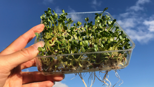 Sprouting