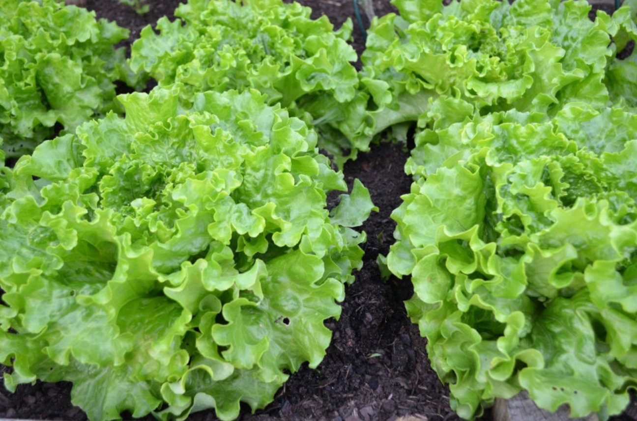 Tasmanian Garden Seeds