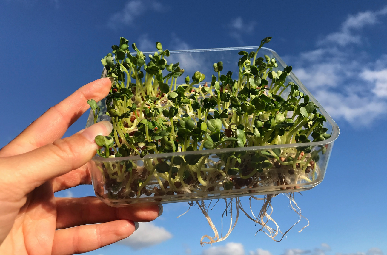 Rangeview Sprouting Seeds