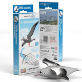 Dodoland Eugy Royal Albatross