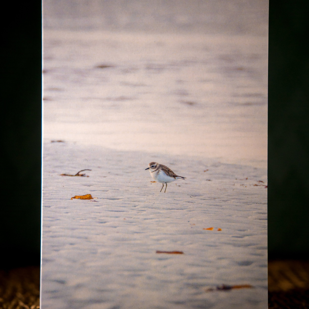 Huon Douglas Greeting Card