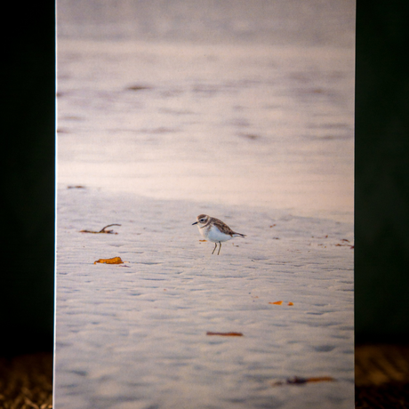 Huon Douglas Greeting Card