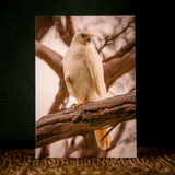 Huon Douglas Greeting Card