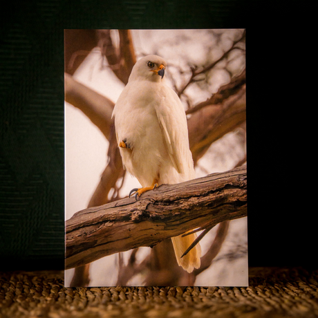 Huon Douglas Greeting Card