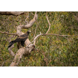 Huon Douglas Greeting Card
