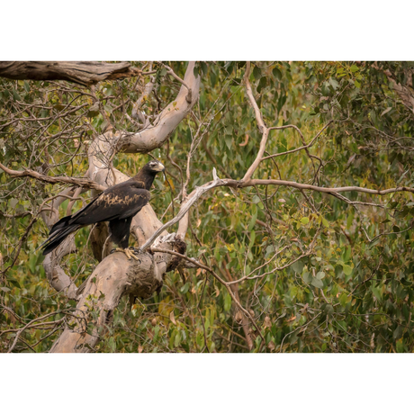 Huon Douglas Greeting Card