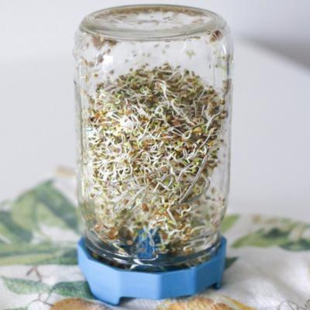 Masontops Bean Sprouting Lid (2 Pack)