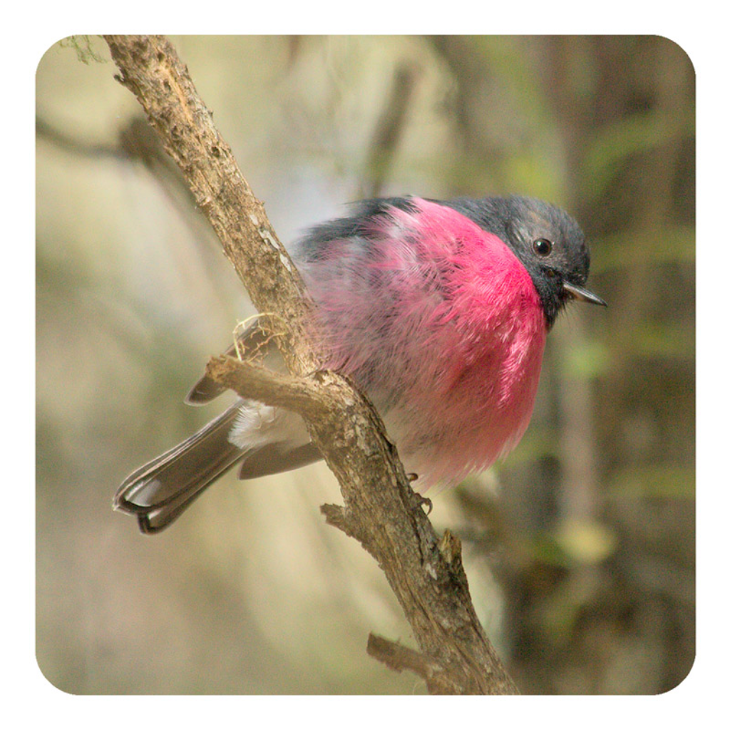 Michael Roberts Tasmanian Wildlife Drink Coaster