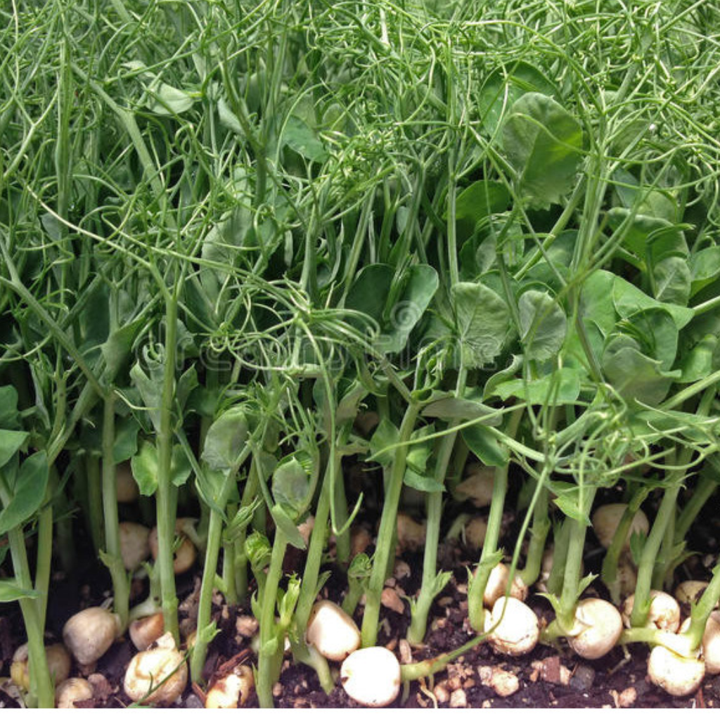 Rangeview Sprouting Tendril Pea Seeds