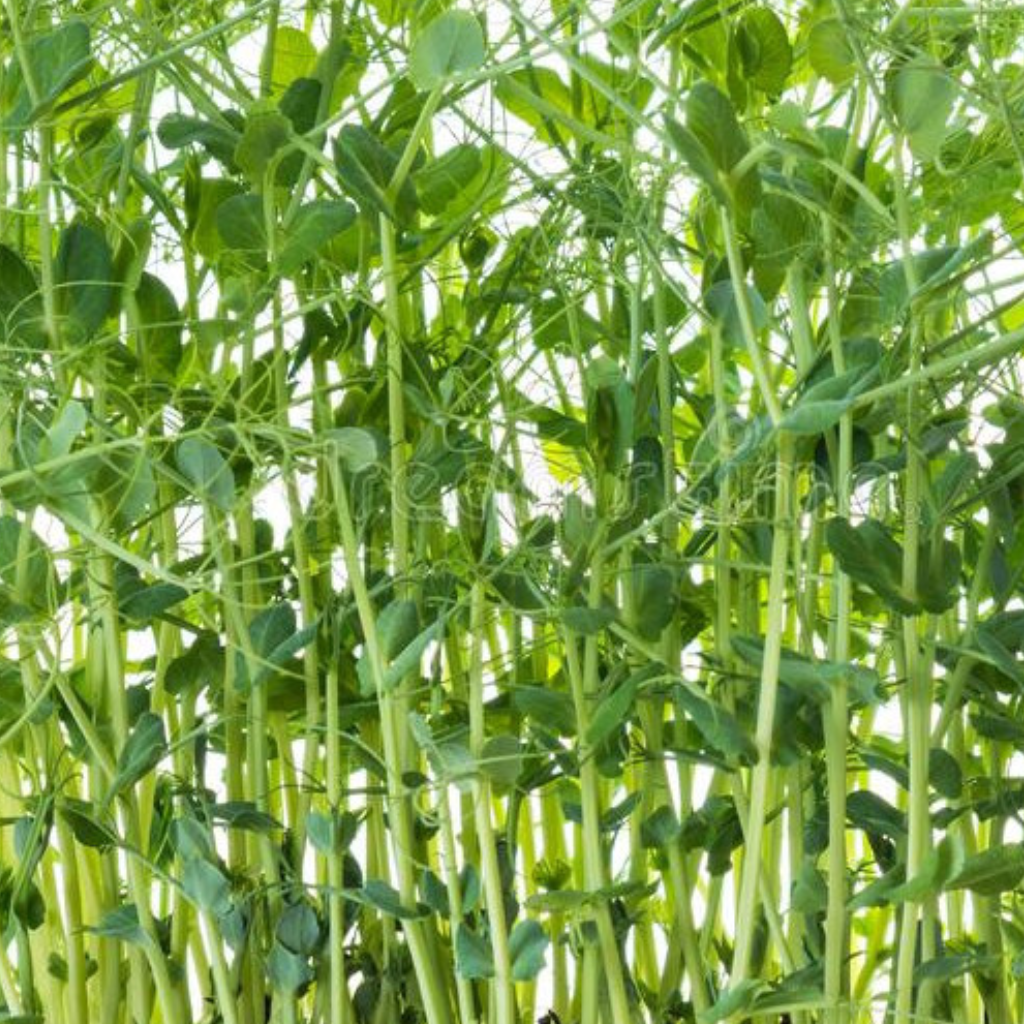 Rangeview Sprouting Tendril Pea Seeds