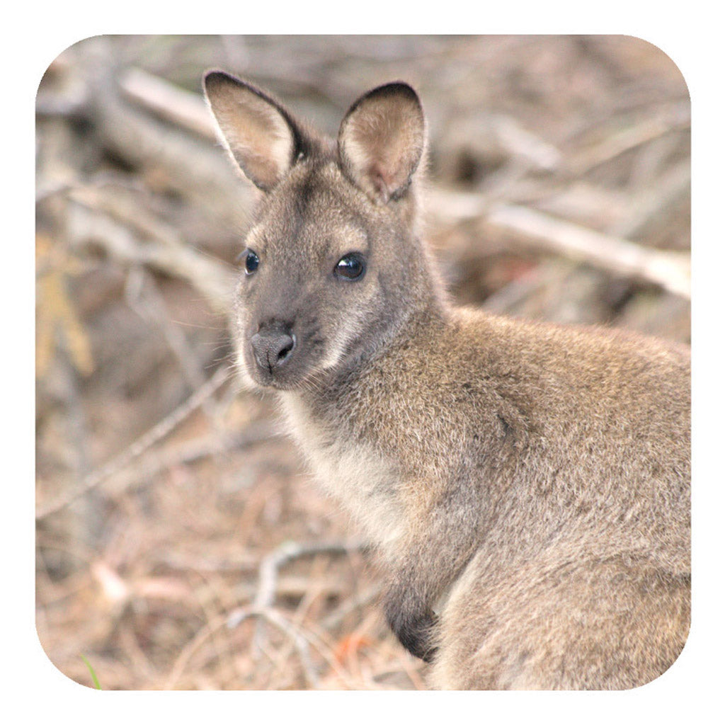 Michael Roberts Tasmanian Wildlife Drink Coaster