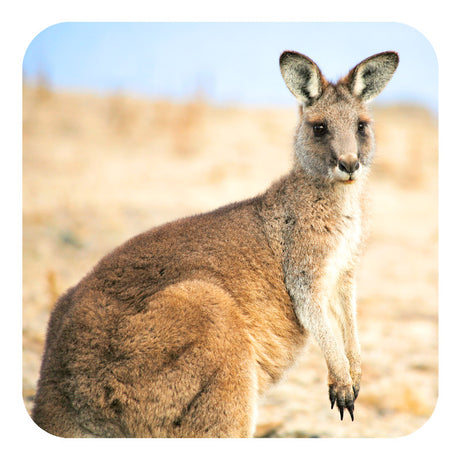 Michael Roberts Tasmanian Wildlife Drink Coaster