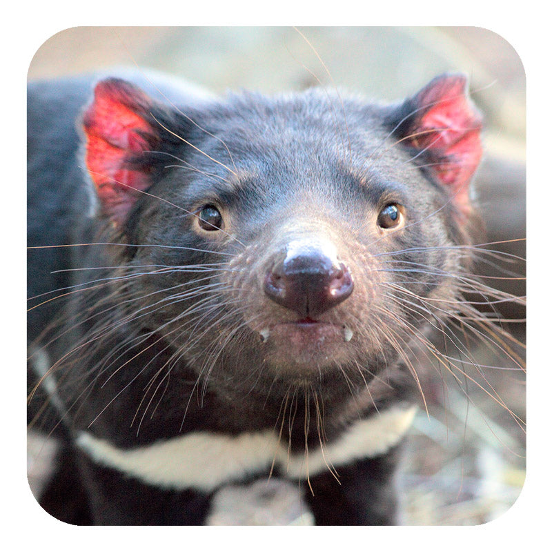 Michael Roberts Tasmanian Wildlife Drink Coaster