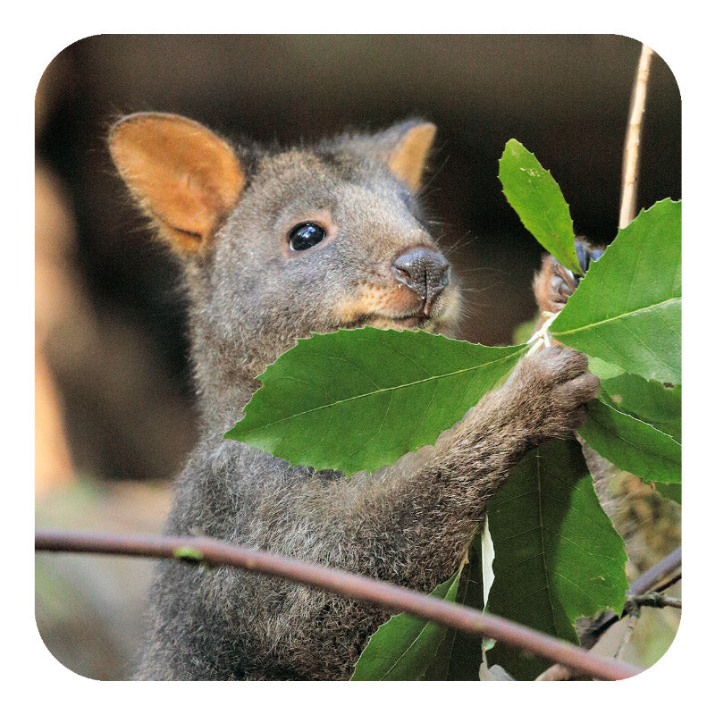 Michael Roberts Tasmanian Wildlife Drink Coaster