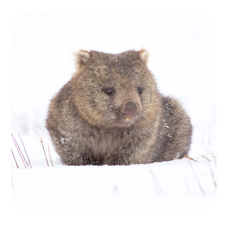 Michael Roberts Tasmanian Wildlife Drink Coaster