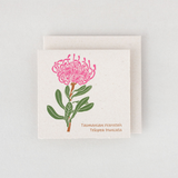 Plane Tree Studio Tasmanian Native Flora Handmade Card