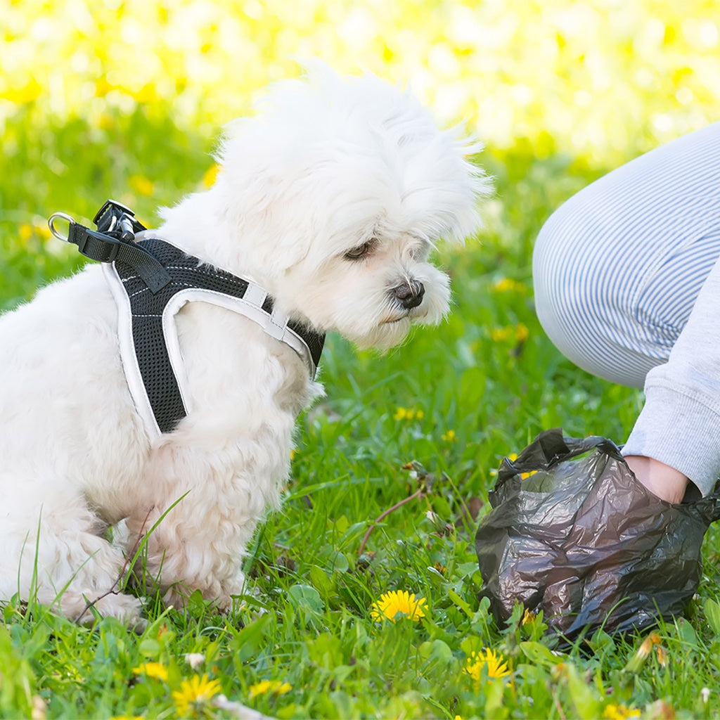 BioBag Dog Waste Bags (40 Pack)